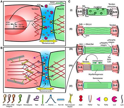 Mechanical Control of Myotendinous Junction Formation and ... Biology Diagrams